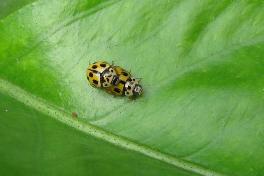Che coccinella?